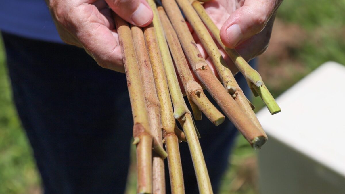 Emater disponibiliza hastes de pequi sem espinhos para viveiristas (foto: Divulgação/emater)