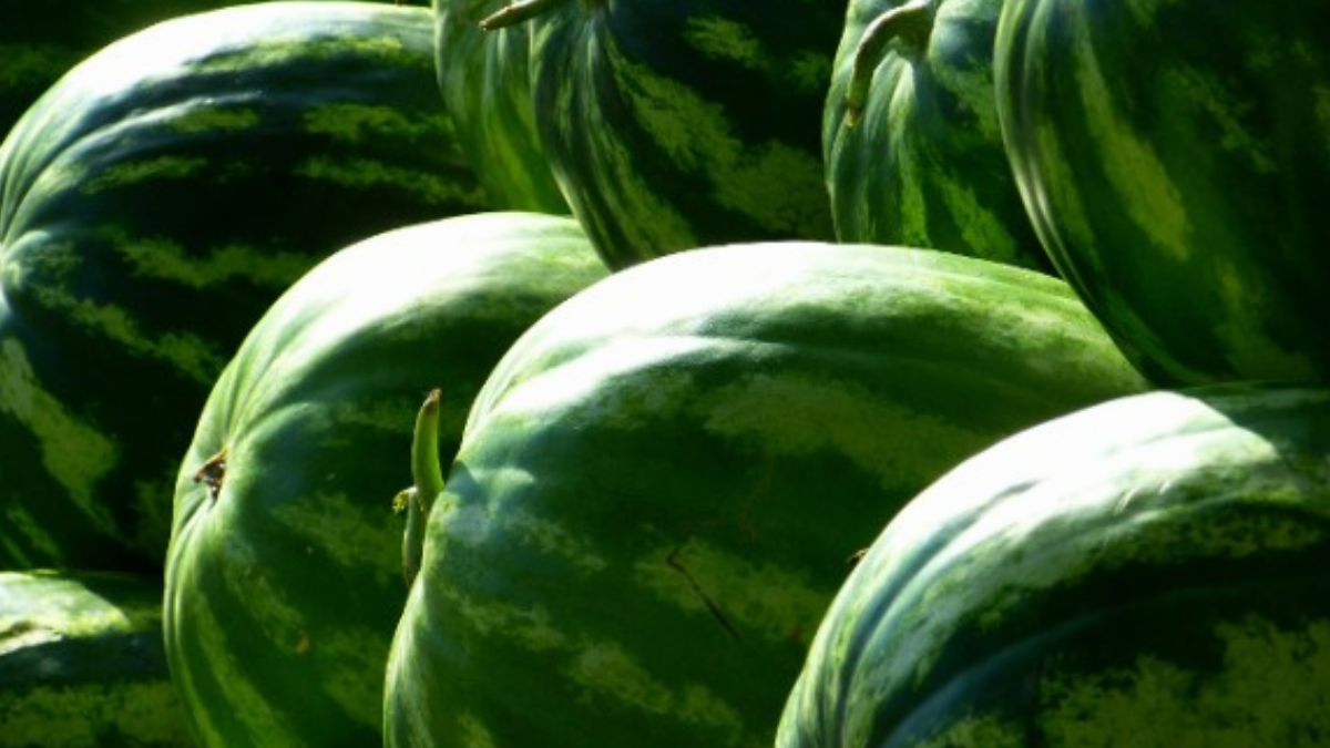 Homem morre após participar de competição de comer melancia em São Paulo Vítima tinha 37 anos; entenda o caso