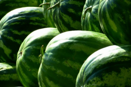 Jussara recebe autorização para exportar melancia (Foto: Pexels)