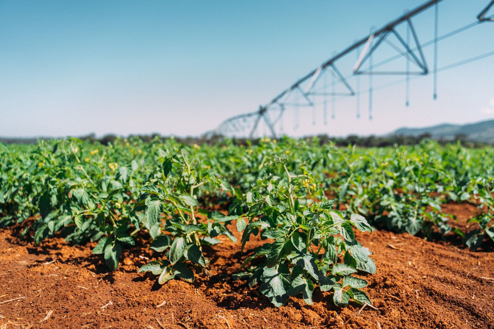 Safra de tomate em Goiás deve crescer em 2024