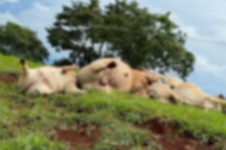 Bois morrem eletrocutados após cabo de rede elétrica se romper em Ceres Equatorial disse que lamenta o ocorrido