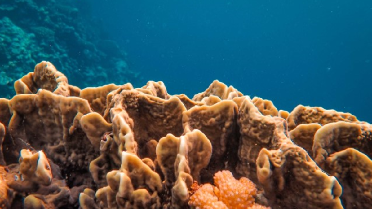 Esponjas marinhas (Foto: Pexels)