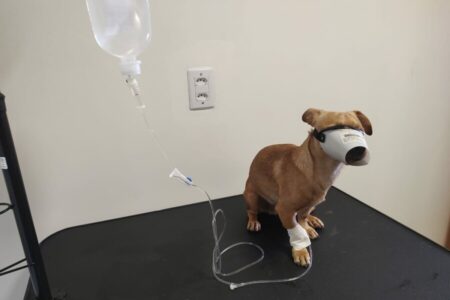 Prefeitura de Goiânia investe R$ 1,5 milhão em equipamentos para atendimento de cães e gatos