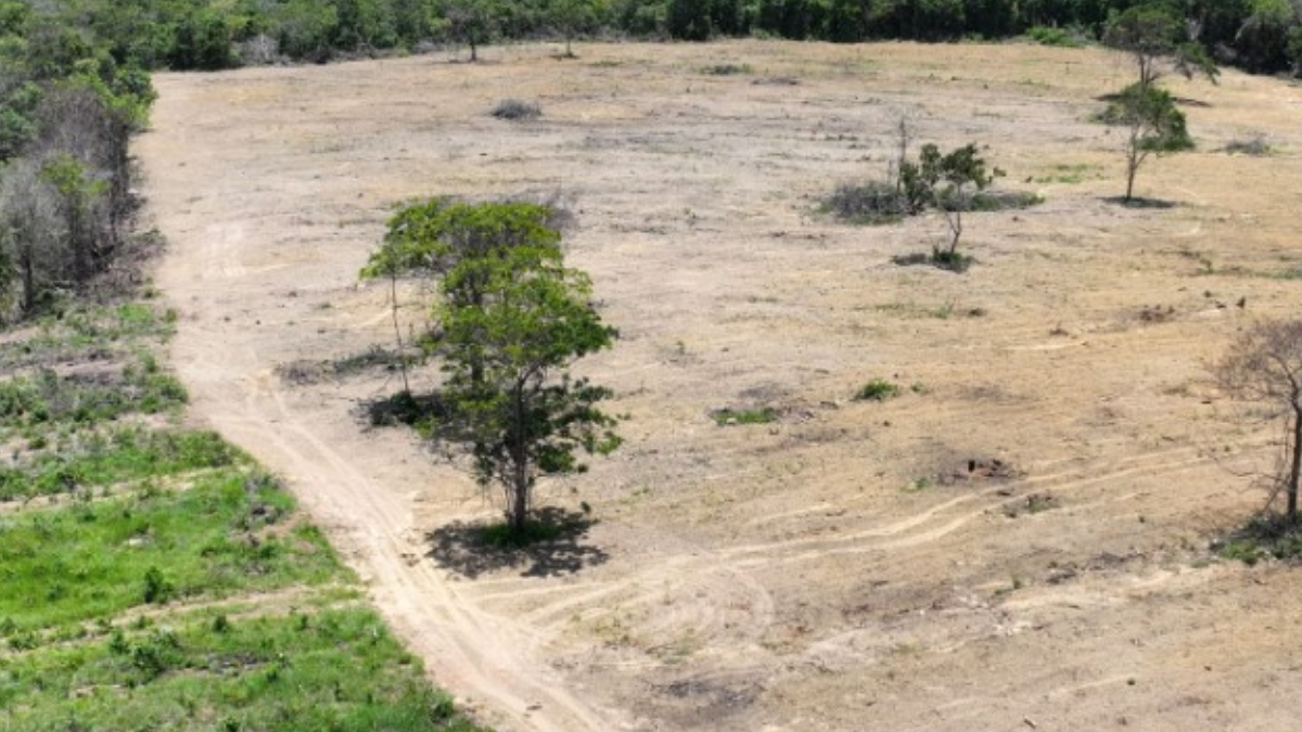 Flagrante de desmatamento em fazenda de Pirenópolis (Foto: Semad)