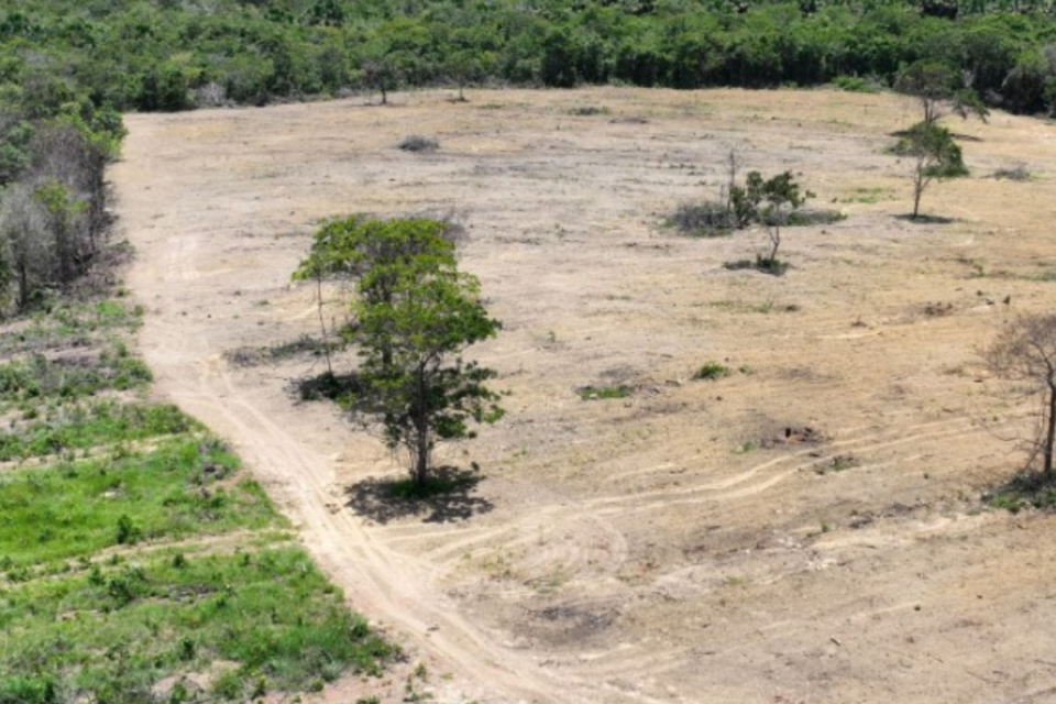 Flagrante de desmatamento em fazenda de Pirenópolis (Foto: Semad)