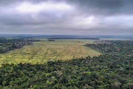 ONG acusa lojas H&M e Zara de ligação com desmatamento ilegal no Brasil As denúncias são publicadas após um ano de investigação