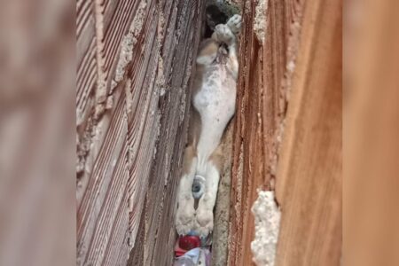 Filhote de cachorro é resgatado após ficar preso entre duas paredes, em Luziânia