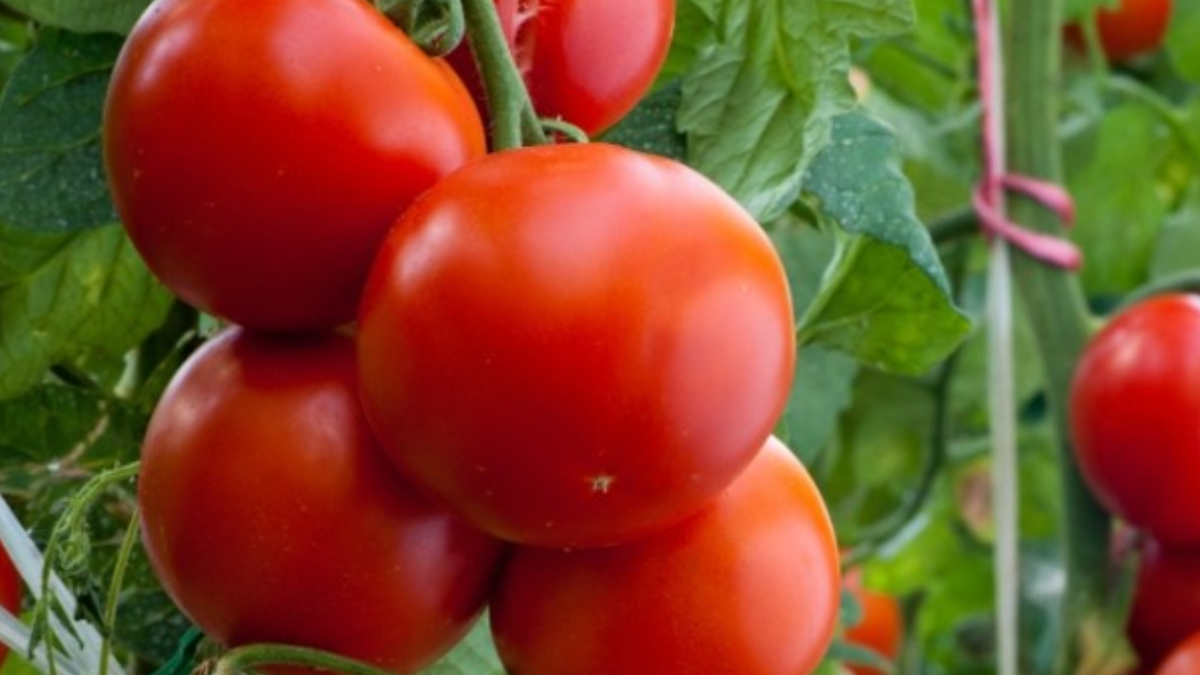 Tomate industrial: boa perspectiva para Goiás (Foto: Reprodução)