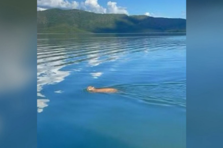 Onça-parda é flagrada nadando em lago de Minaçu (Foto: Arquivo Pessoal/Daniel Pinheiro)