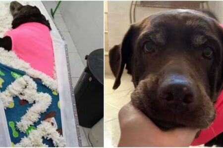 Labradora é enterrada em túmulo da família de humanos em Minas