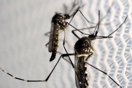Brasil passa das mil mortes por dengue, em 2024; Goiás chega a 88, diz Ministério da Saúde