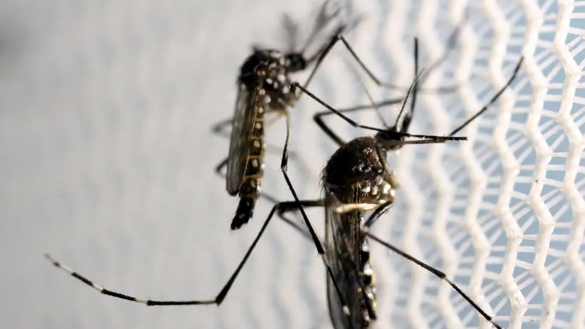 Goiás, DF e outros seis Estados têm tendência de queda nos casos de dengue