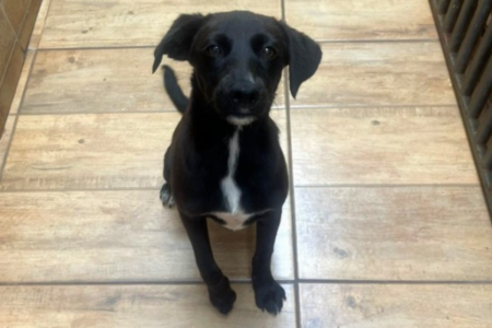 Feira de adoção de animais no shopping Cerrado (Foto: Divulgação)