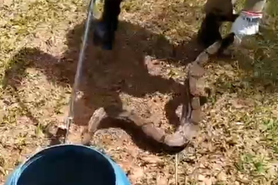 Bombeiros resgatam cobra em centro de convivência, em Luziânia