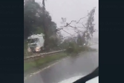 Chuva em Goiânia: Árvore cai sobre caminhão e para trânsito na BR-153, em Goiânia As duas faixas da rodovia foram interditadas