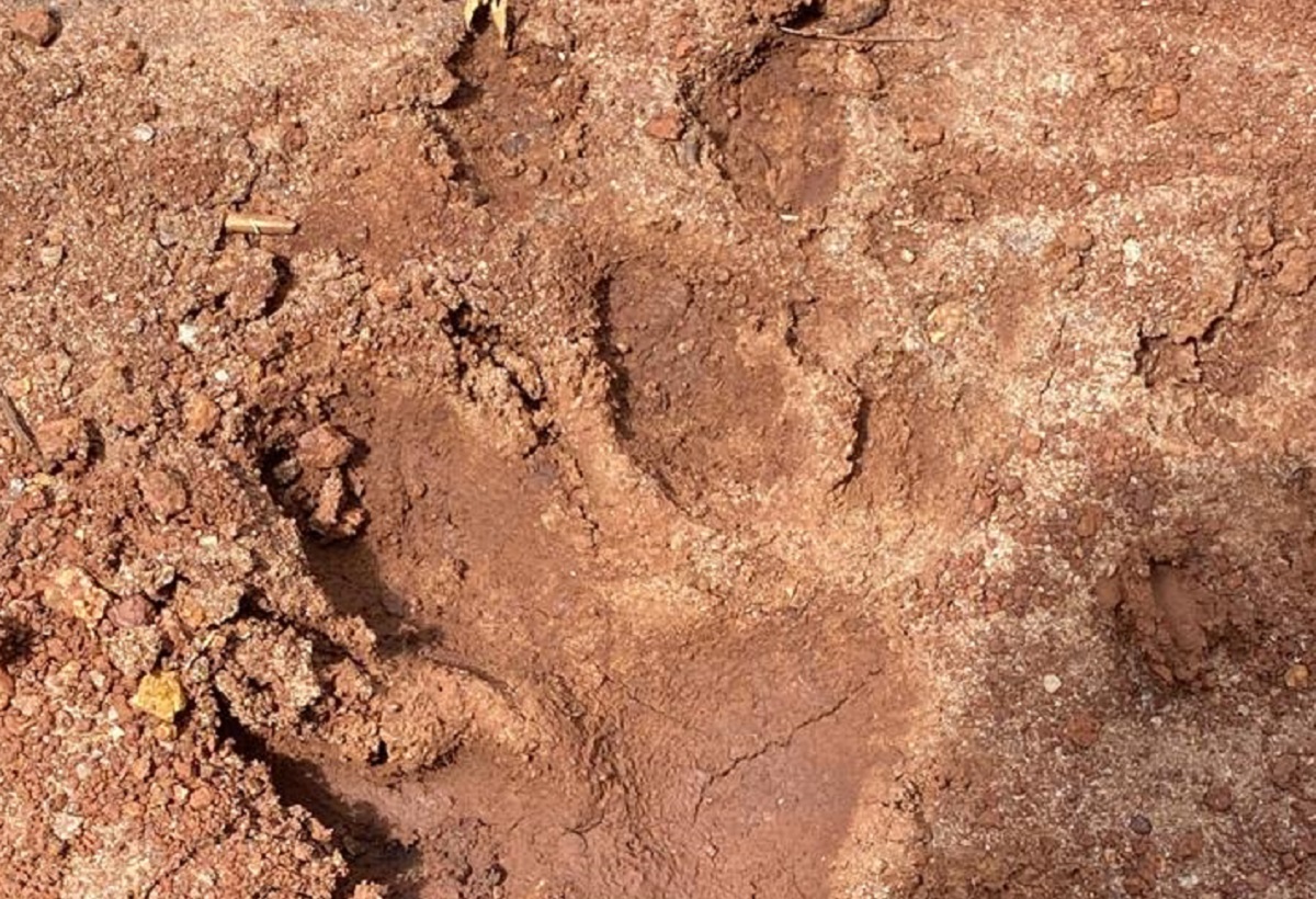 Ibama isola área no condomínio Aldeia do Vale após confirmação de onça no local