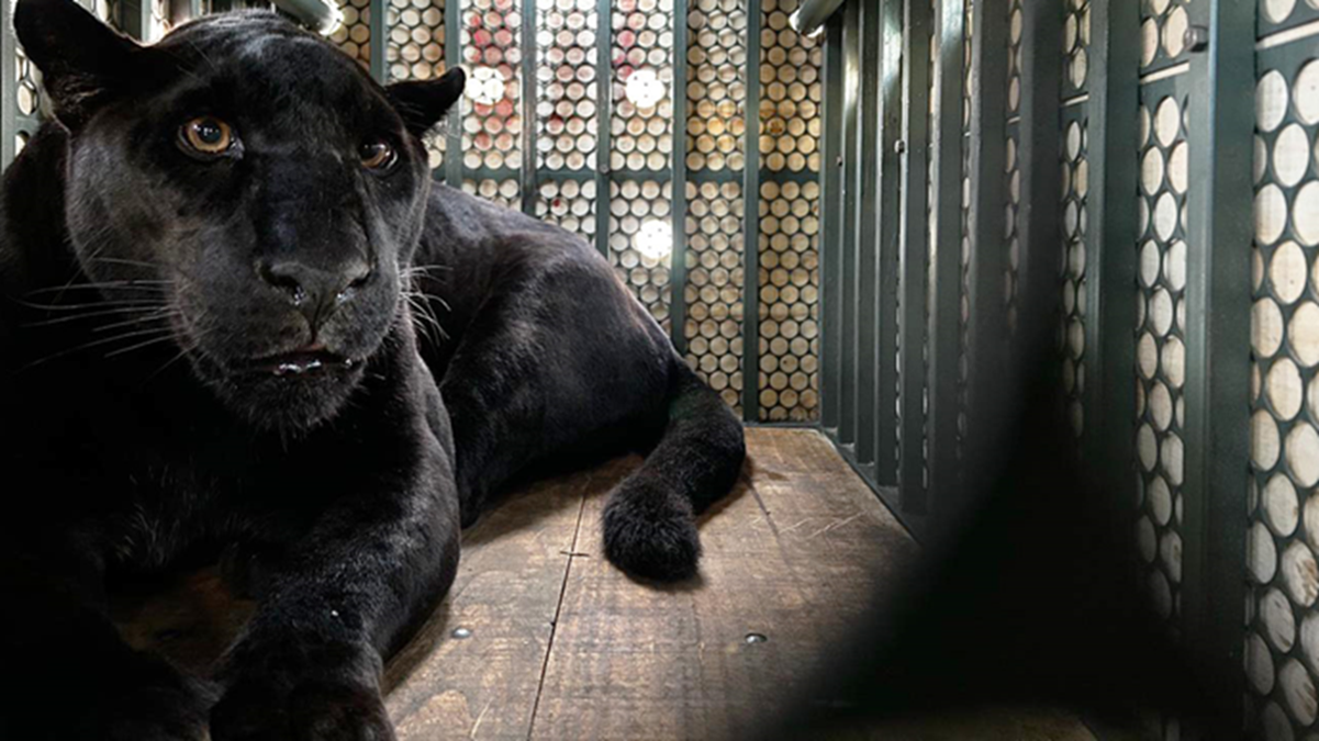 Pantera Negra que passou temporada em Goiás desembarca em Curitiba