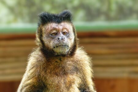 Segundo estudo, macacos restringem seu círculo de contatos conforme envelhecem (Foto: Pixabay)