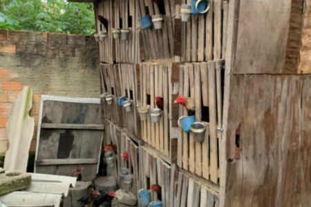 Operação apreendeu galos de rinha (Foto: Polícia Civil)