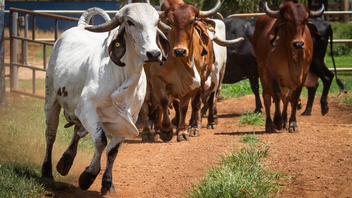 Foto colorida mostra gado correndo solto - Goiás recebe certificação de estado livre da febre aftosa e está dispensado de vacinação (Foto: reprodução)