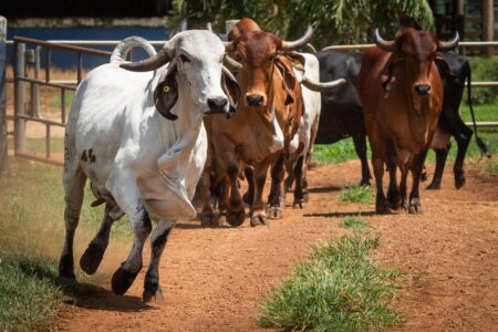 Foto colorida mostra gado correndo solto - Goiás recebe certificação de estado livre da febre aftosa e está dispensado de vacinação (Foto: reprodução)