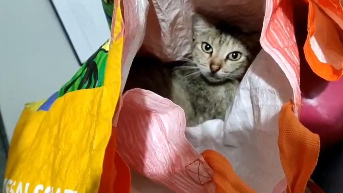 Mulher é presa por usar gata para entrar com celulares em presídio no Sergipe Animal foi encontrado amordaçado e amarrado dentro de sacola