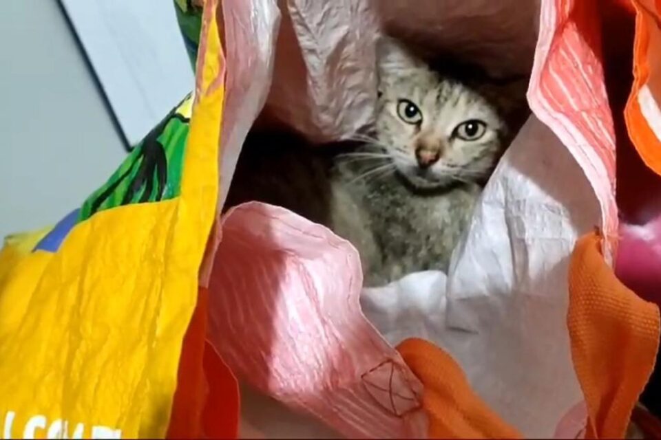 Mulher é presa por usar gata para entrar com celulares em presídio no Sergipe Animal foi encontrado amordaçado e amarrado dentro de sacola
