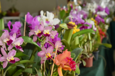 Exposição de orquídeas e rosas do deserto em Aparecida de Goiânia (Foto Rodrigo Estrela)