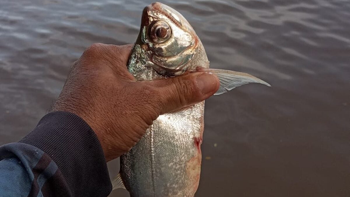 Baixo grau de oxigênio é responsável por morte de peixes em Aruanã, diz Semad