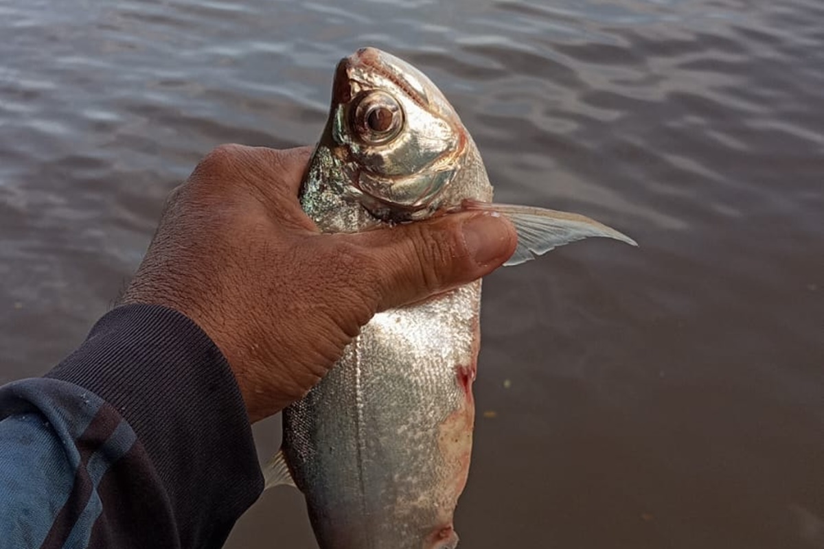 Populares denunciam morte de peixes no Rio Vermelho, em Aruanã
