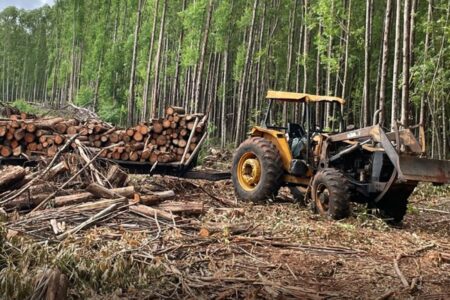 PM encontra carga furtada de eucalipto no valor de R$ 11 mil em Mineiros