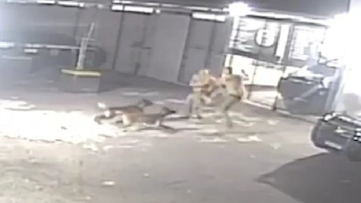 Cachorros atacam policiais de elite que brigavam por causa de folga (Foto: Reprodução)