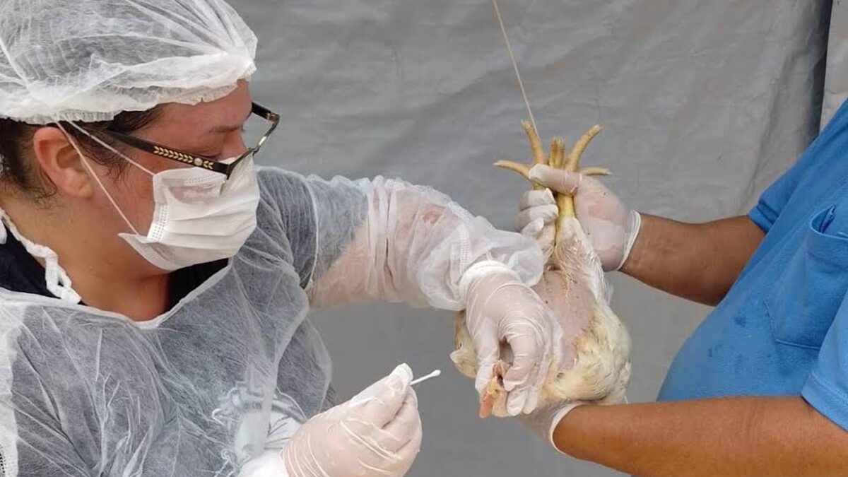 Goiás faz mapeamento sanitário de aves para manter status livre de Influenza Aviária