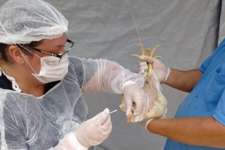 Goiás faz mapeamento sanitário de aves para manter status livre de Influenza Aviária