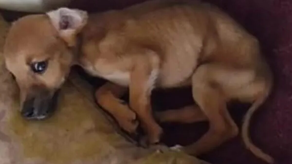 Polícia prende suspeito de maus-tratos a cães e gato em Valparaíso de Goiás