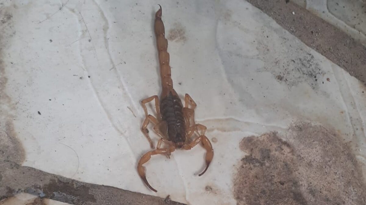 Moradora da Vila Novo Horizonte, em Goiânia, diz que encontrou 5 escorpiões em casa, nesta semana
