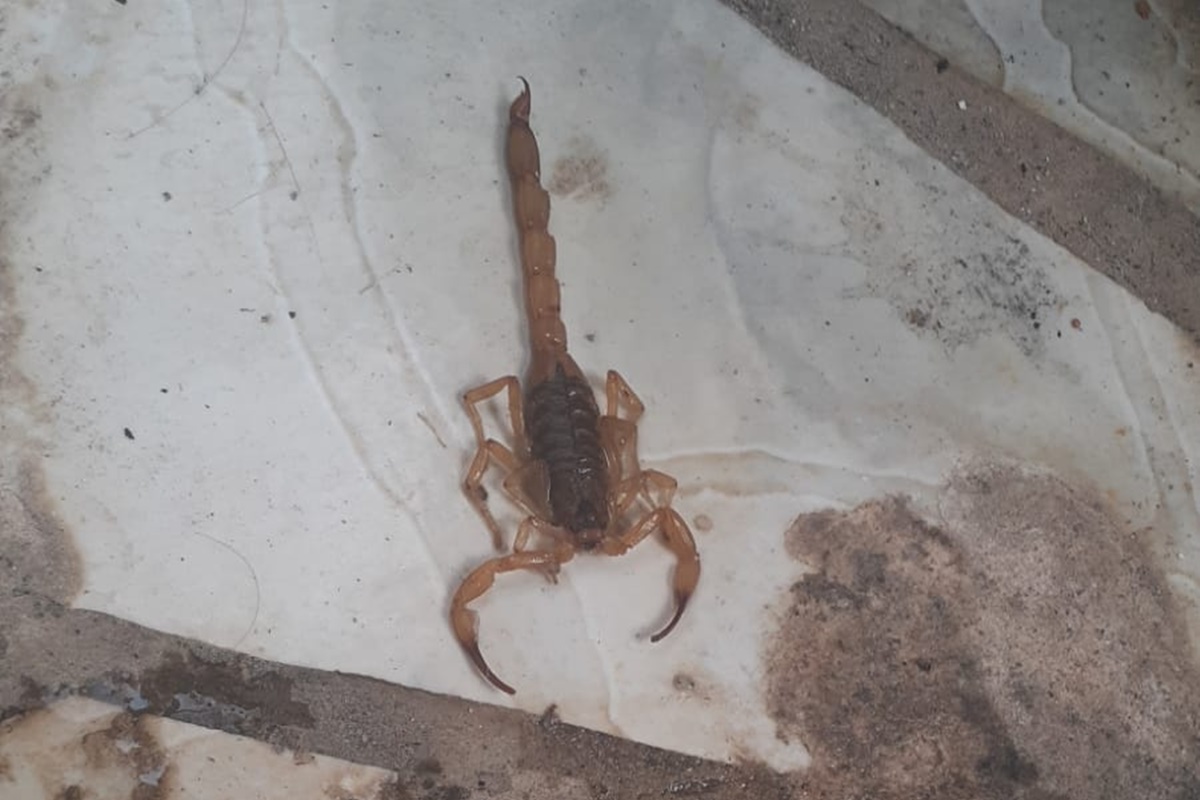 Moradora da Vila Novo Horizonte, em Goiânia, diz que encontrou 5 escorpiões em casa, nesta semana
