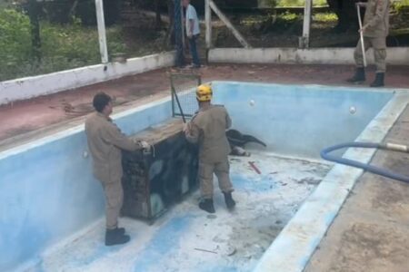Tamanduá fica preso em piscina vazia e precisa de resgate em Corumbaíba
