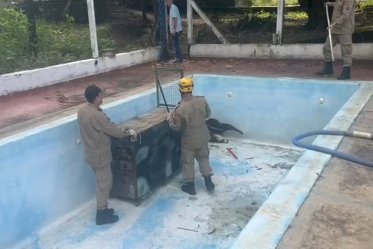 Tamanduá fica preso em piscina vazia e precisa de resgate em Corumbaíba