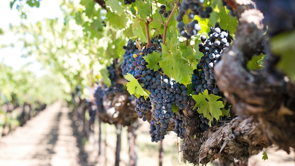 Vinícolas sob ameaça de extinção (Foto: Pixabay)