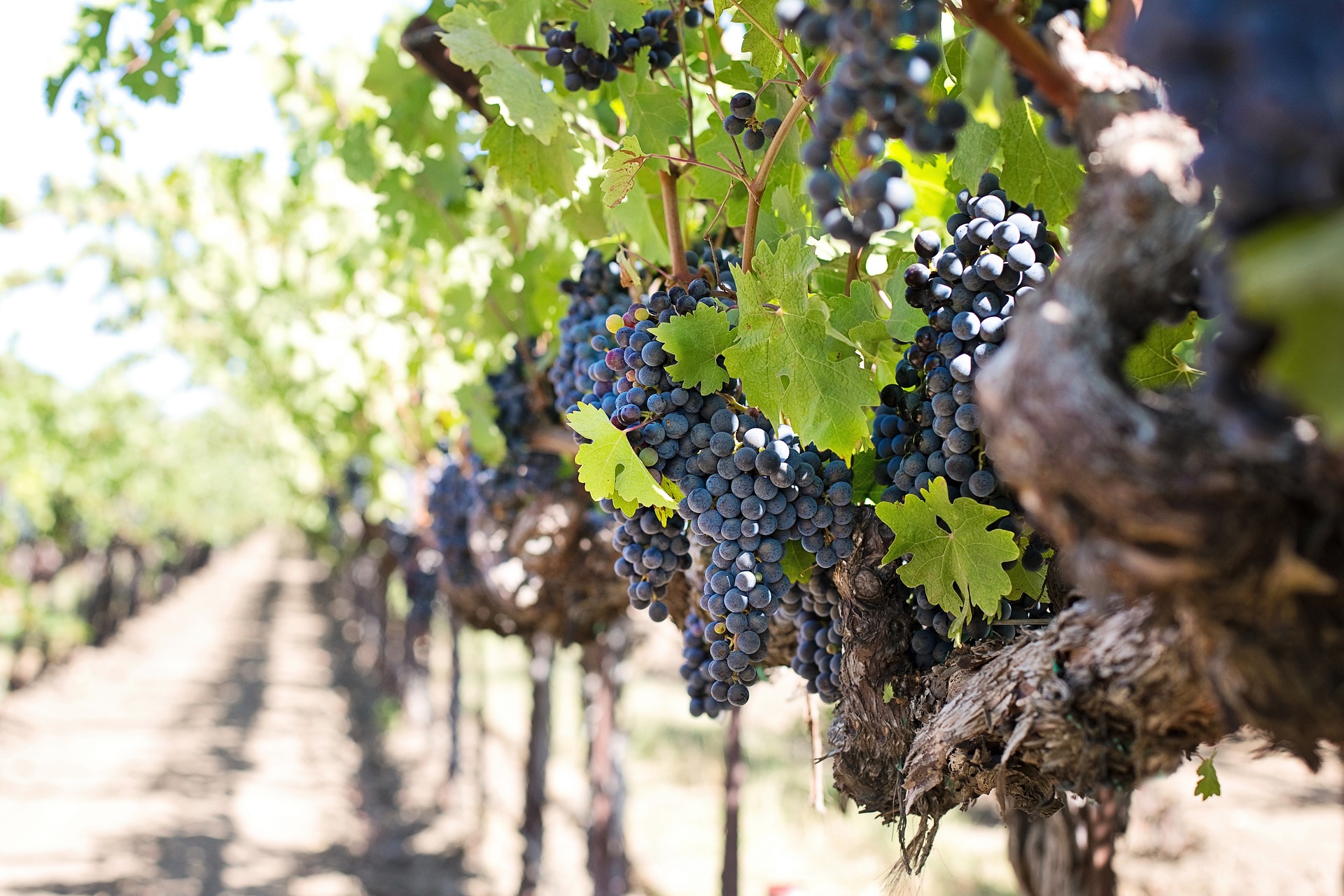 Mudança climática mudará profundamente a produção de vinho, indica estudo