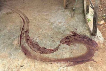 Abatedouro clandestino, para onde os porcos eram levados (Foto: PM do Distrito Federal)