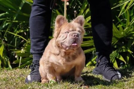 Conheça Rope Daddy, o cachorro mais valioso do mundo Gastos com alimentação do animal ultrapassam os R$ 1.700 mensais