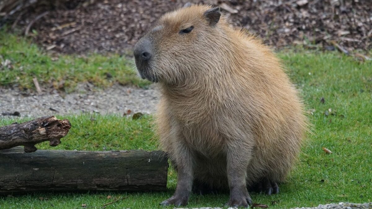 Capivara causa atraso em 25 voos no Aeroporto de Guarulhos, em São Paulo CEO da Latam disse que animal na pista provocou atraso