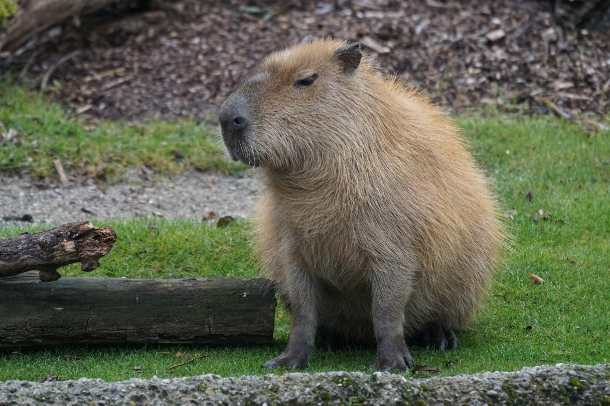 Capivara causa atraso em 25 voos no Aeroporto de Guarulhos, em São Paulo