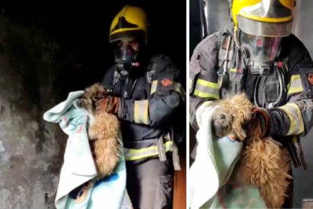 Cachorro foi resgatado durante combate ao incêndio, em apartamento de Águas Lindas (Foto: CBMGO)