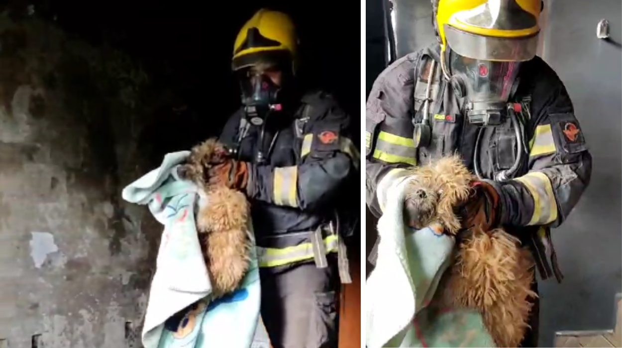 Cachorro é resgatado de incêndio em apartamento na cidade de Águas Lindas