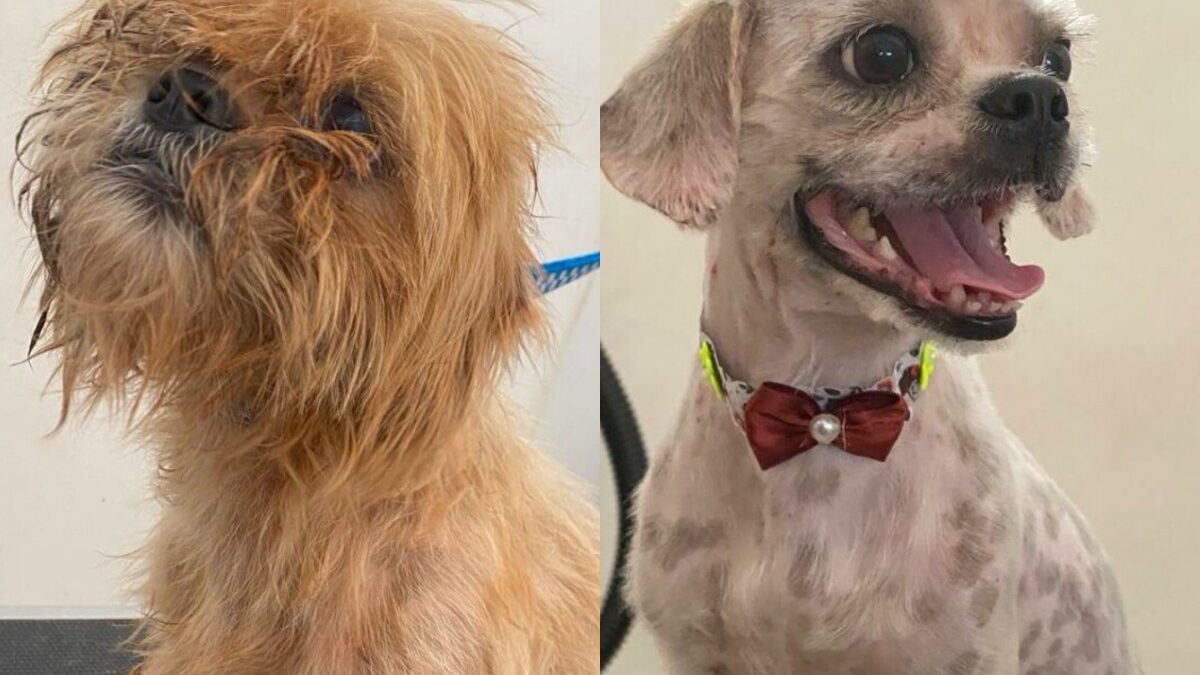 Cães submetidos a maus-tratos que foram resgatados (Foto: Polícia Civil)