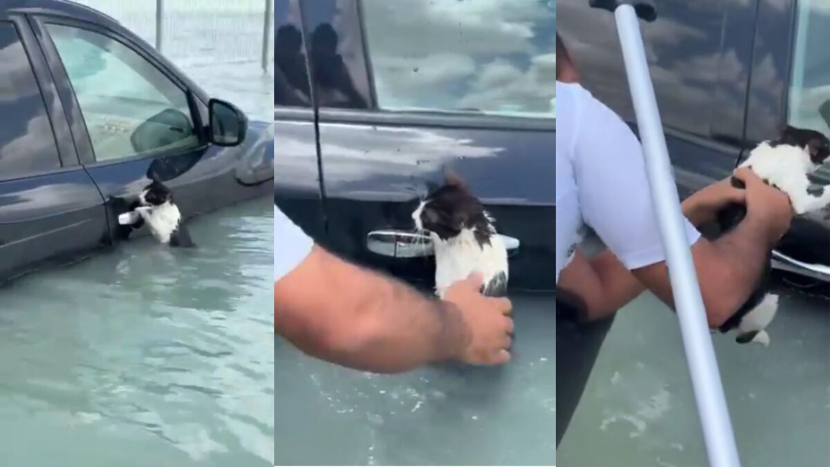 Gato se agarra a maçaneta de carro e é salvo de enchente histórica em Dubai Animal assustado foi resgatado por policial