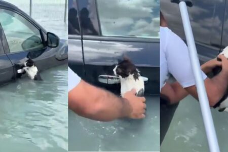 Gato se agarra a maçaneta de carro e é salvo de enchente histórica em Dubai Animal assustado foi resgatado por policial